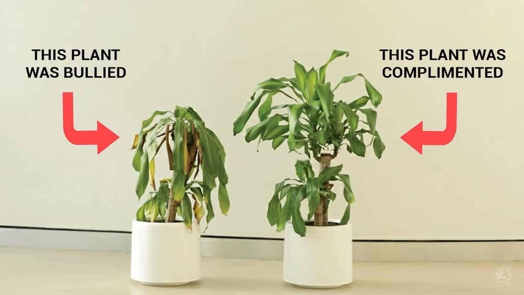 Plants can communicate — bullied vs complimented plant experiment
